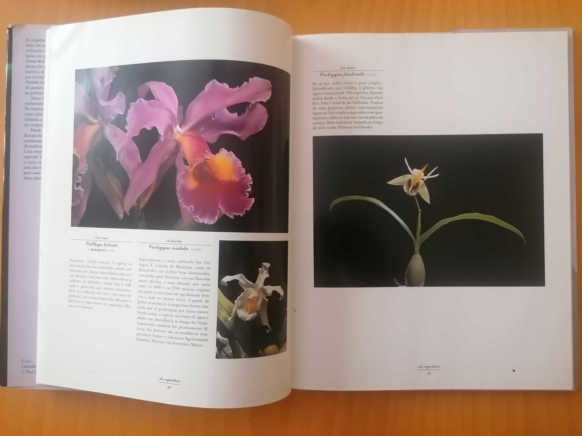Orquídeas // Paul Starosta/Michel Paul