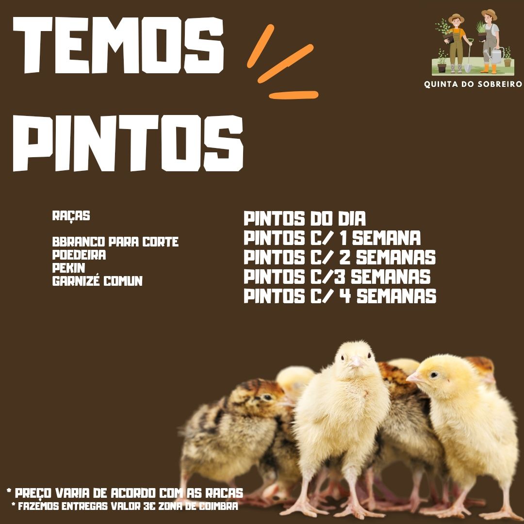 Pintos do dia e Recriados