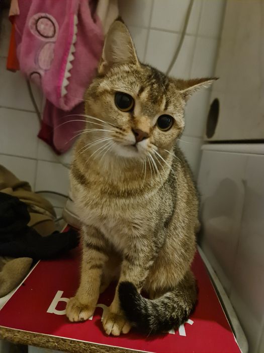 Gatinha linda com 1 ano