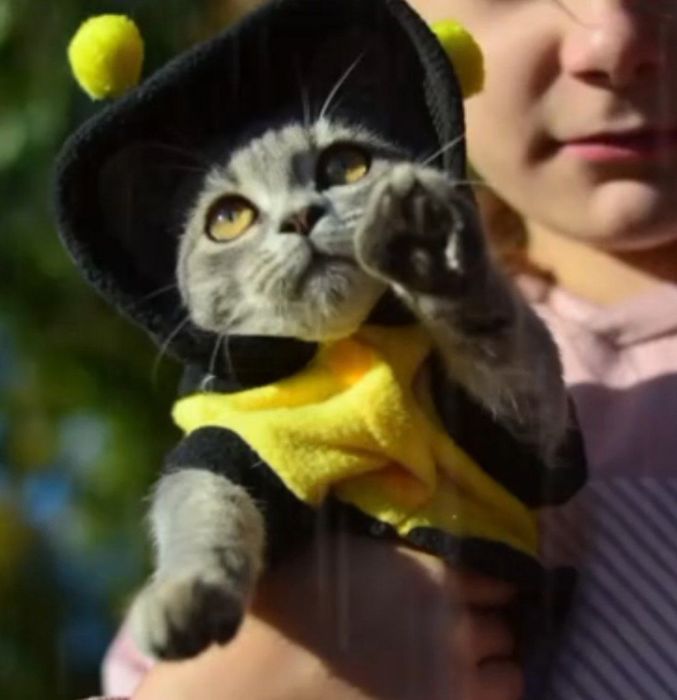 Кошенята породи манчкін, з коротенькими лапками