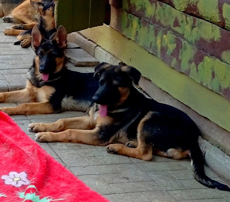 Роскошные щенки , мальчики и девочки