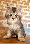 Maine Coon,  rodowód FPL,  kotka