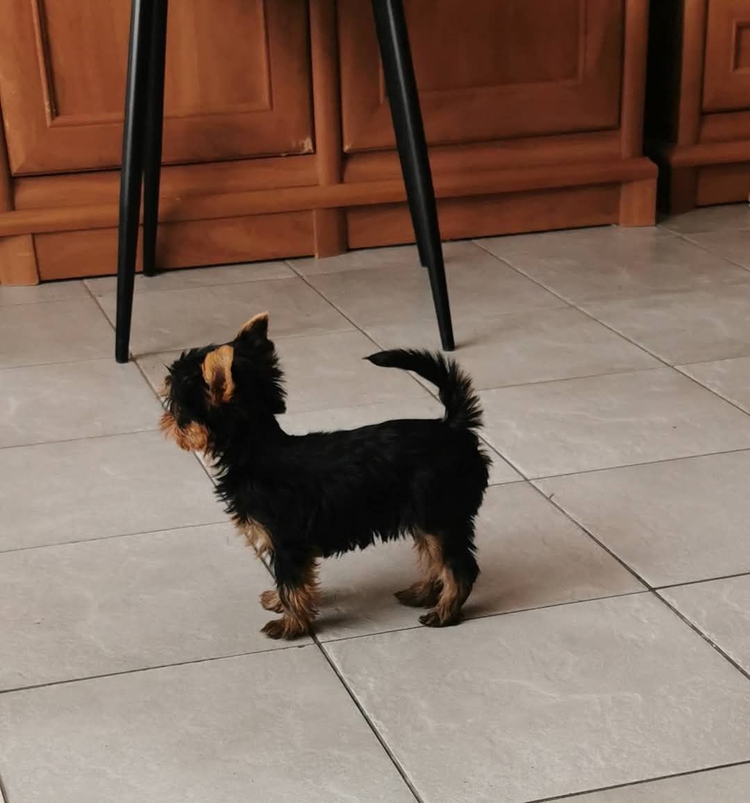 Śliczny szczeniak rasy yorkshire terrier