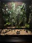 Waz zbozowy classic (samica) z terrarium