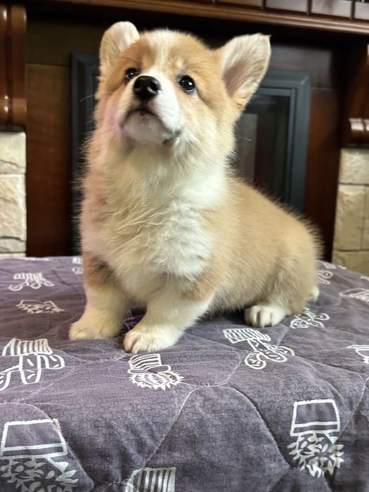 Цуценята вельш коргі пемброк, з документами КСУ