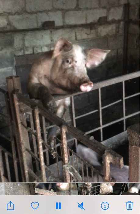 Продам Свиней живым весом