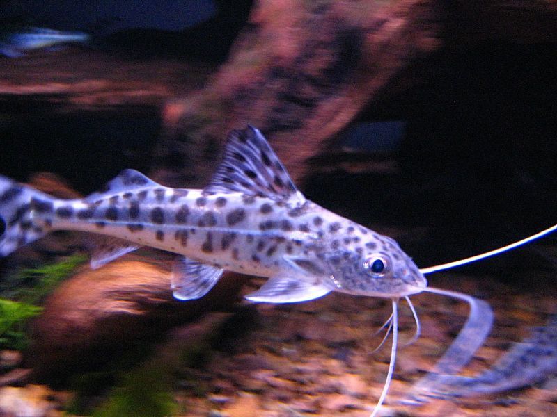 GB sum pictus (Pimelodus pictus)