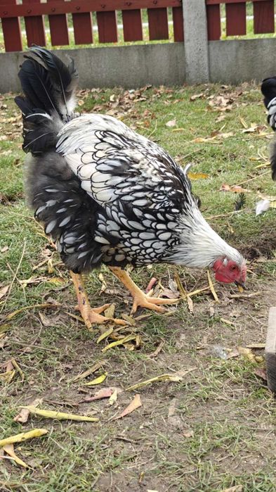 Wyandotte Srebrnołuskowana kogut