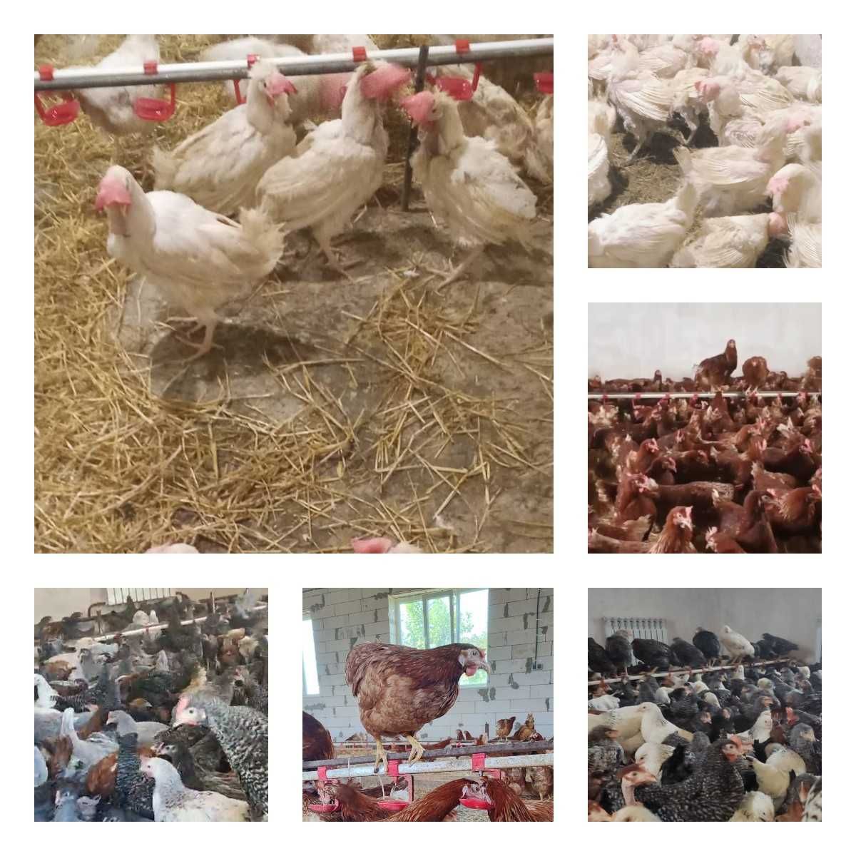 Продам кури несушки! Доставка безкоштовна. Машівка!