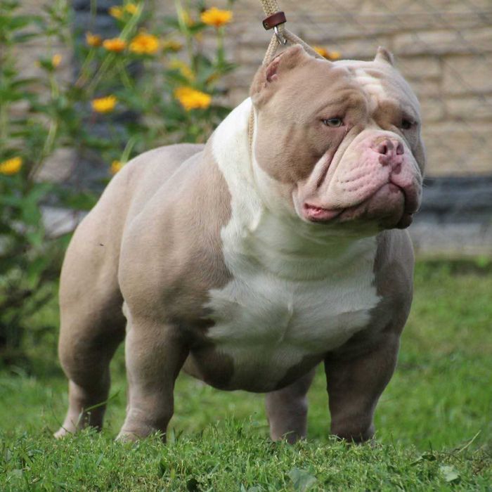 American Bully Pocket  ABKC wnuk Kimbo!