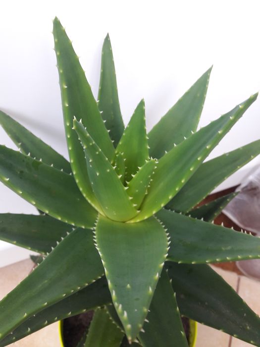 Алое великі різні: деревовидне.