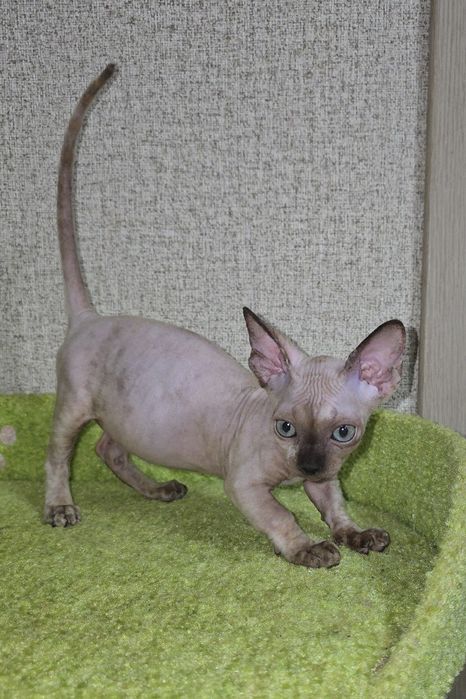 Кошенята порода Бамбино