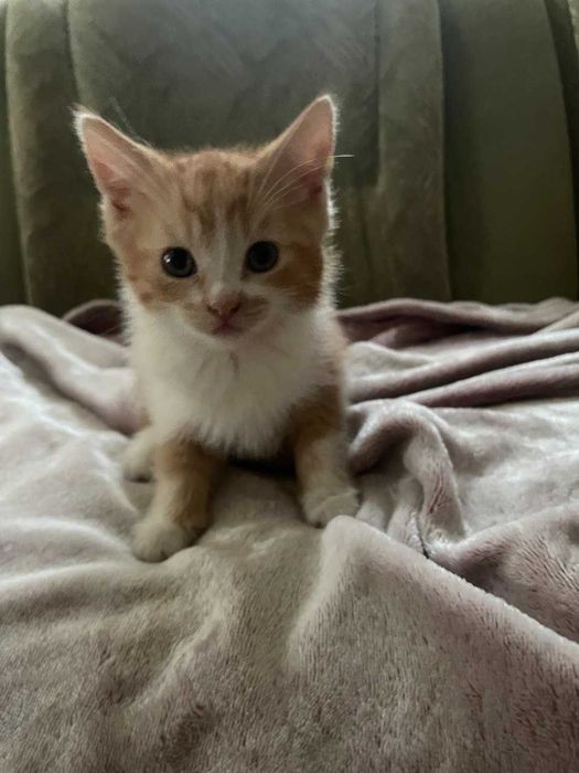 Рудий котик 1.5 місяці