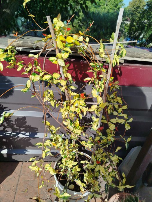 Комнатные растения, экзоты, саженцы и черенки