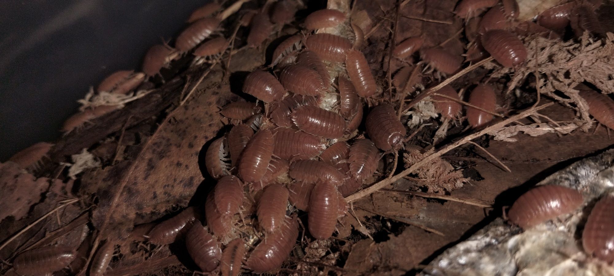 Isopods Porcelio Laevies Orange + 100 exemplares para dar
