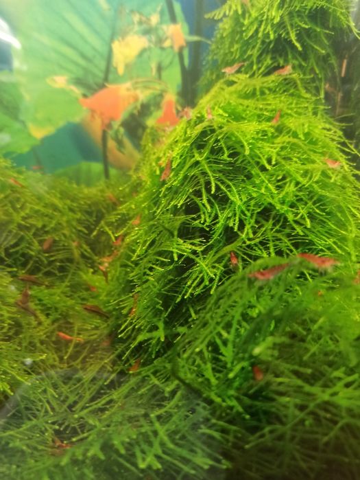 Krewetki Red po sakurach