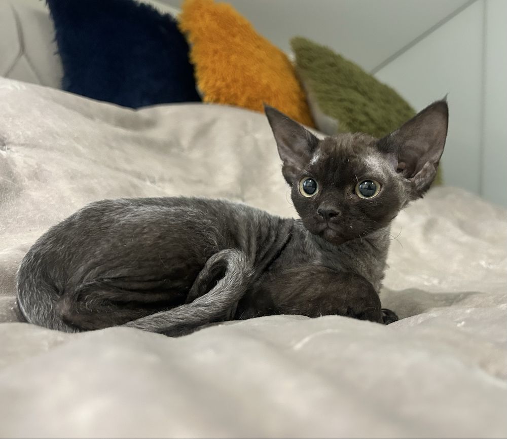 Śliczna kotka, devon rex, czarna