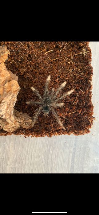 Pajak ptasznik T.apophysis l2