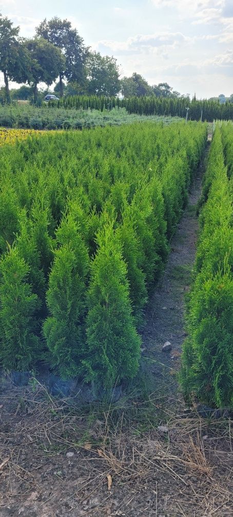 Tuja Smaragd 140 cm tuje 100 thuja szmaragd thuje wrocław