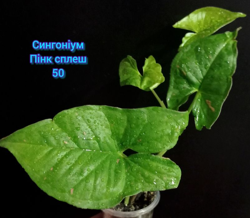 Фікус Диверсифолія вар., епіпремнум, сингоніуми, монстера