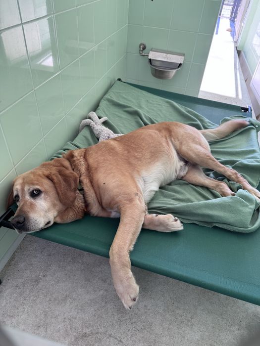 Scott - xLabrador, 7 anos