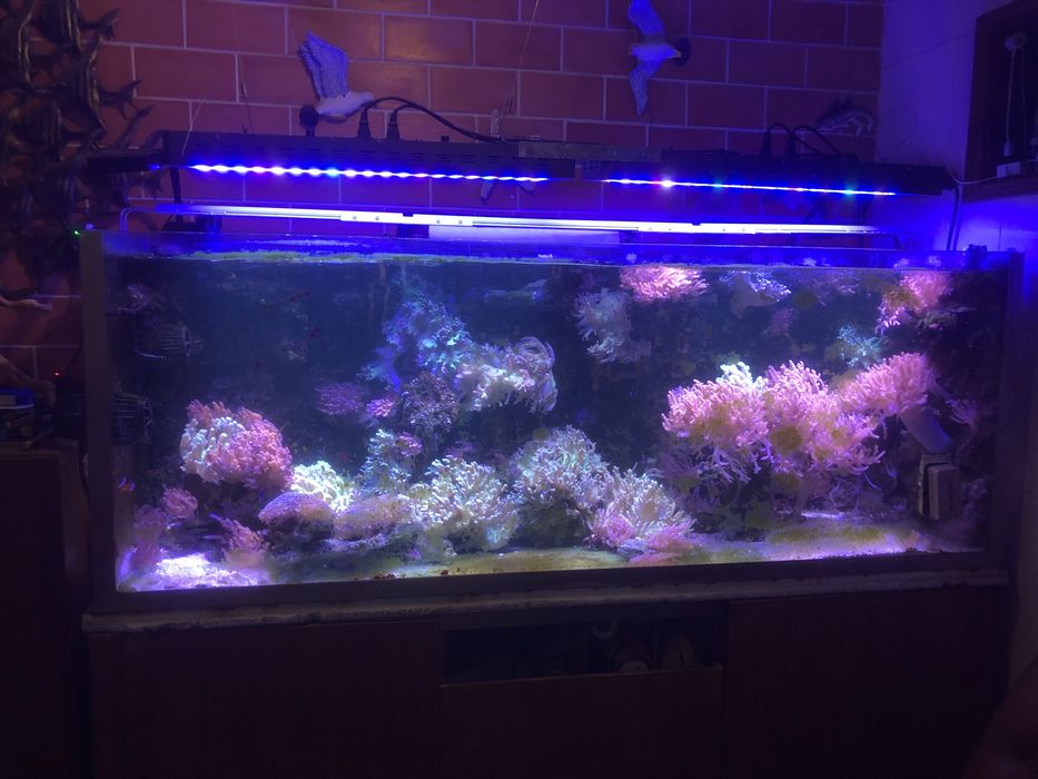 Aquario de agua salgada