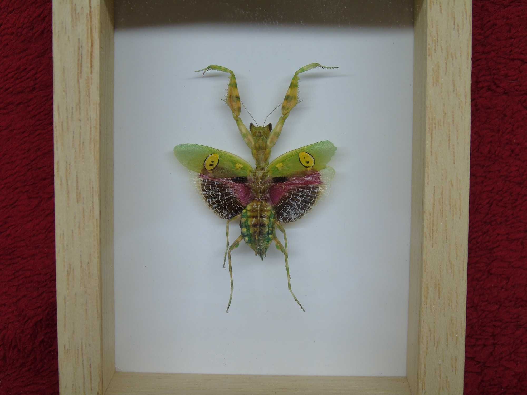 Modliszka w ramce 8x10cm . Creobroter gemmatus - samica .