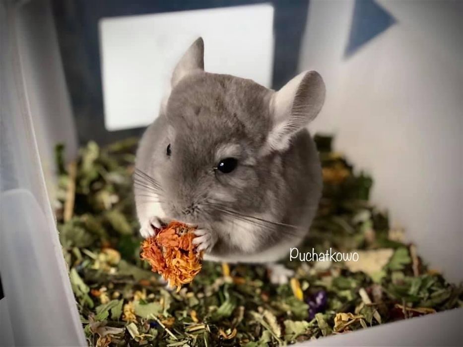 Okazja !! Piękna Szynszyla Fiolet, samica, klatka