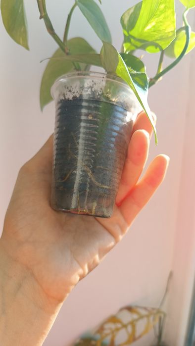 Епіпремнум золотистий