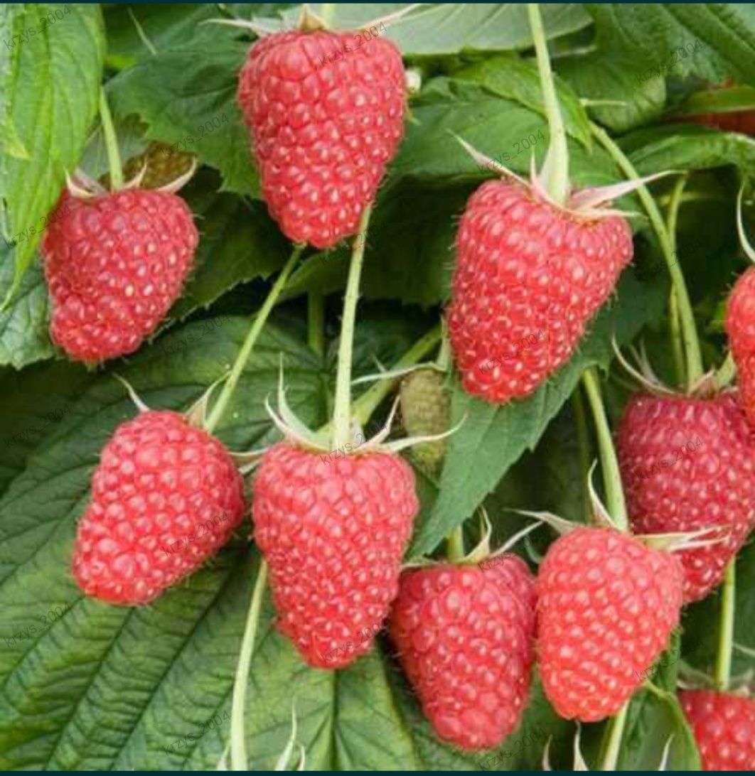 Maliny czerwone świeże, ekologiczne prosto od producenta.