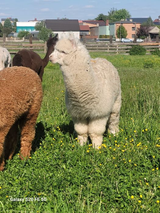 Sprzedam 3 alpaki