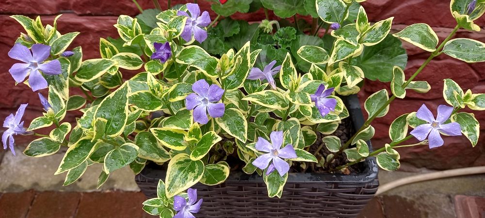 Вейгела хости бересклети гортензії астильби гейхери