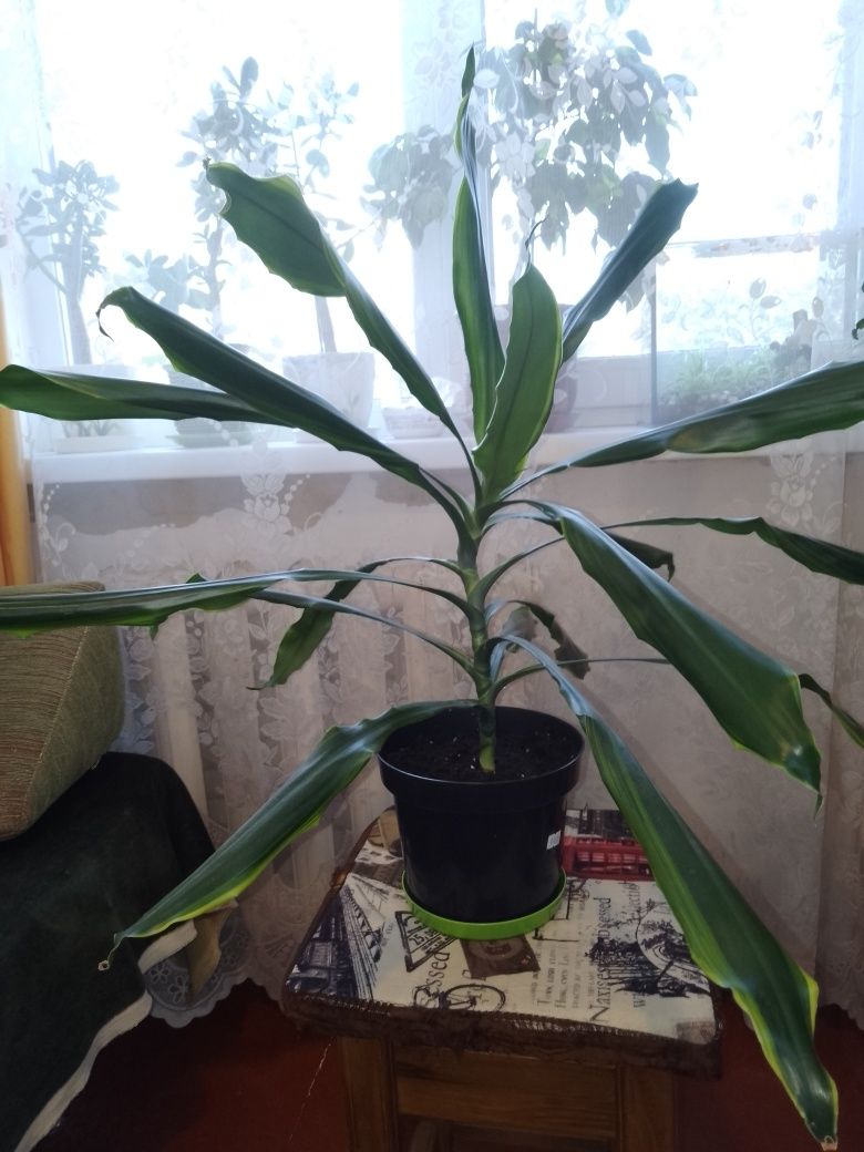Продам драцену (50 см)