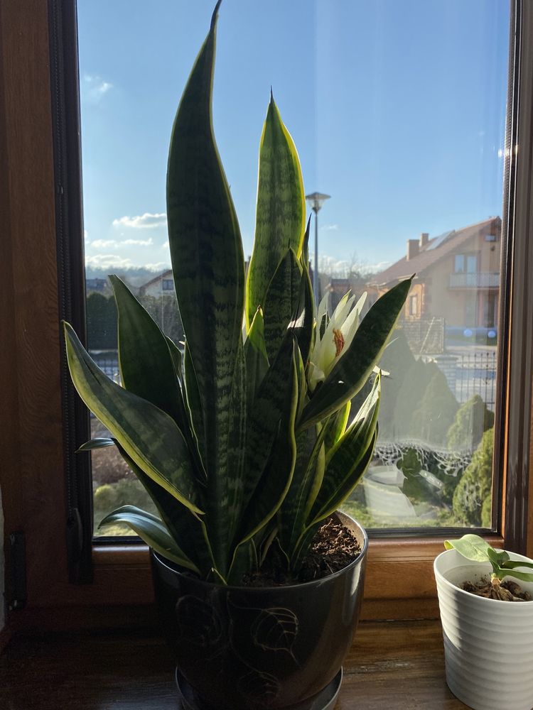 Sanserwiera roslina