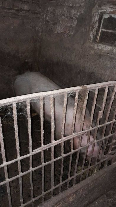 Продається молодий кнур