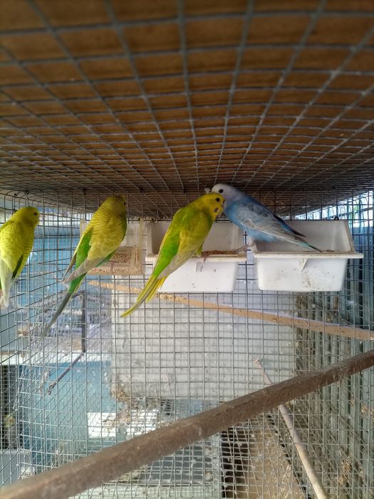 Piriquitos Australianos