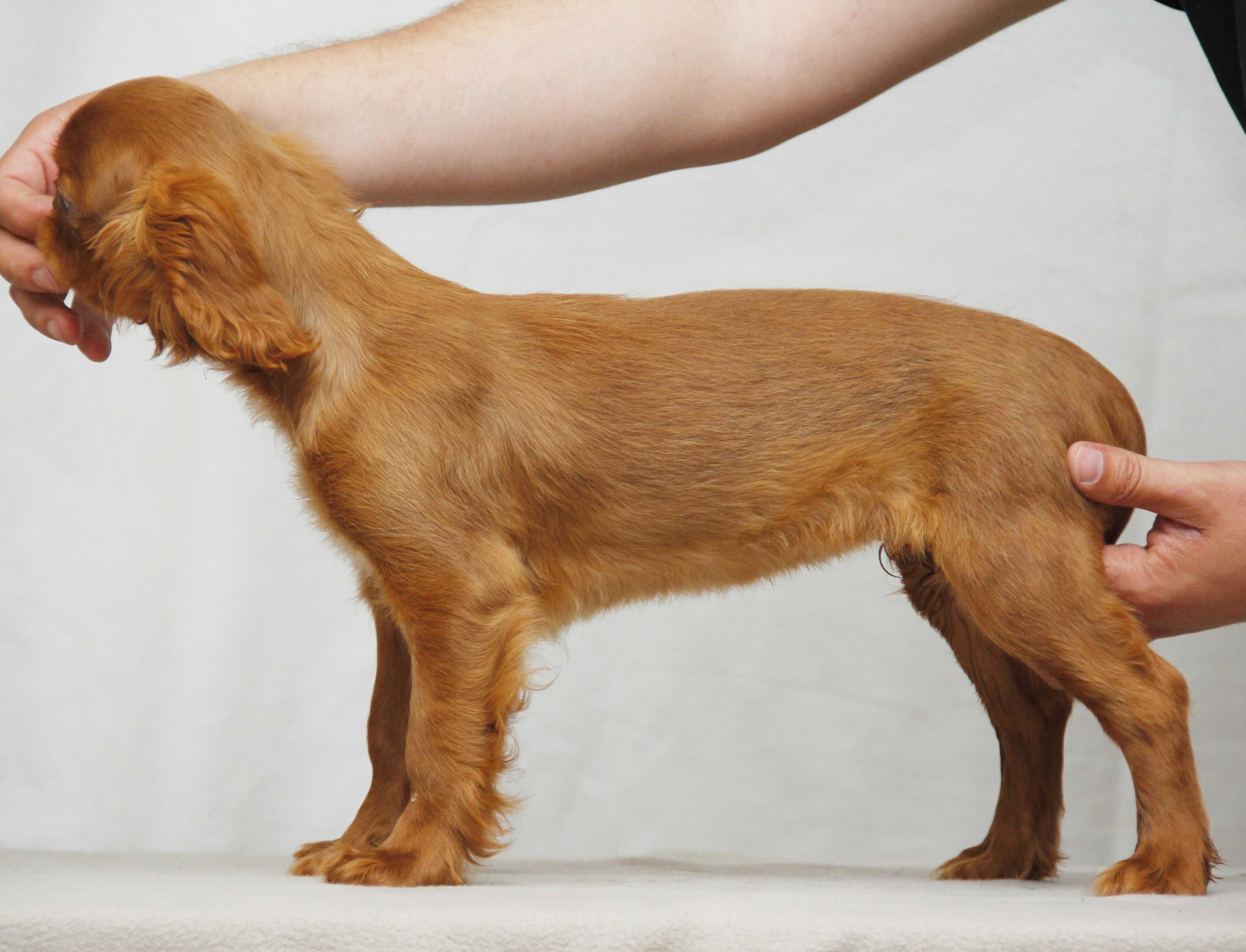 Ruby chłopiec King Charles Spaniel