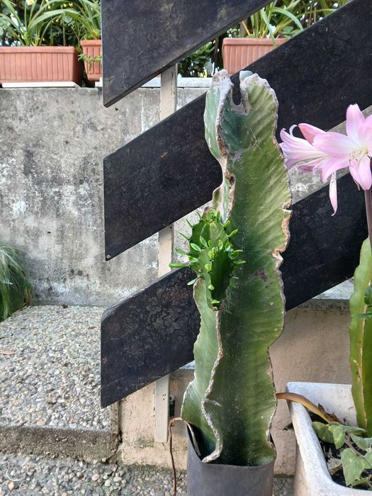 Vendo cactos aloe vera, candelabro e monsteras