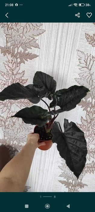 Алоказія сорта Махарані,,Golden Bone , Анторо вельвет