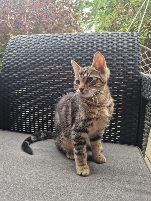 MALUTKA kotka oddam za darmo