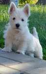 Śliczne szczenię -West Highlights White Terrier