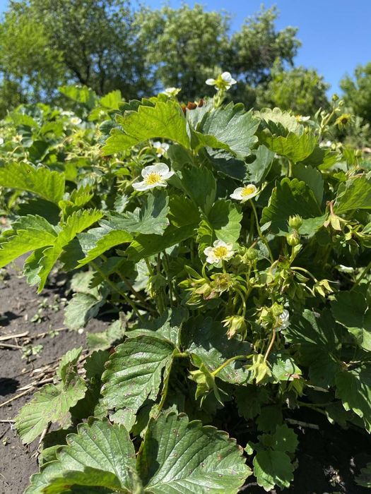 Саженцы земклубники Купчиха