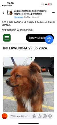 Pies znaleziony Gdansk rudy Park Milenium