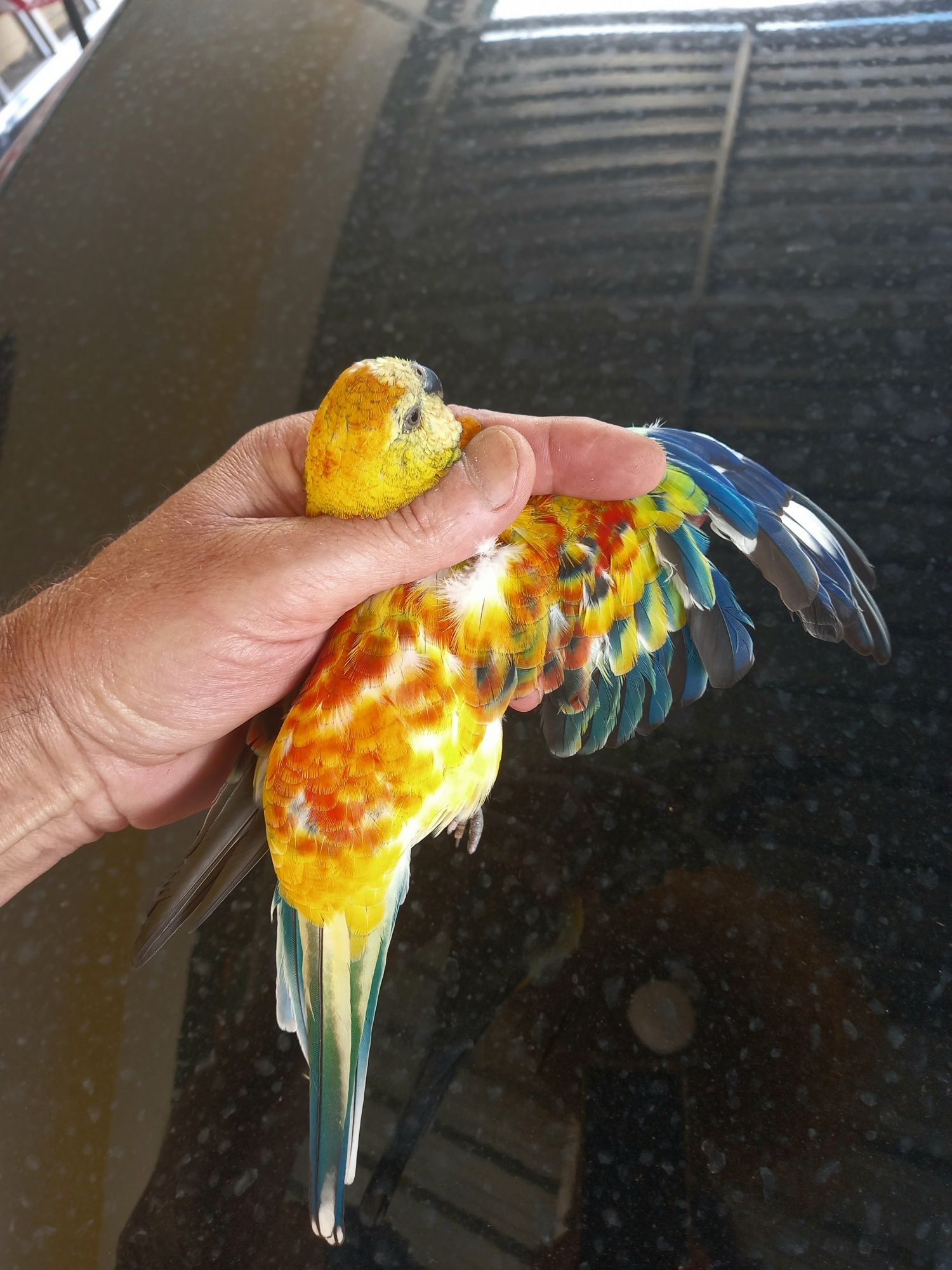 Red rumped  macho e fêmea