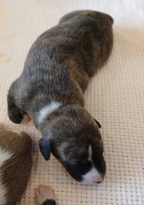 Whippet Chart Angielski suczka ZKwP / FCI