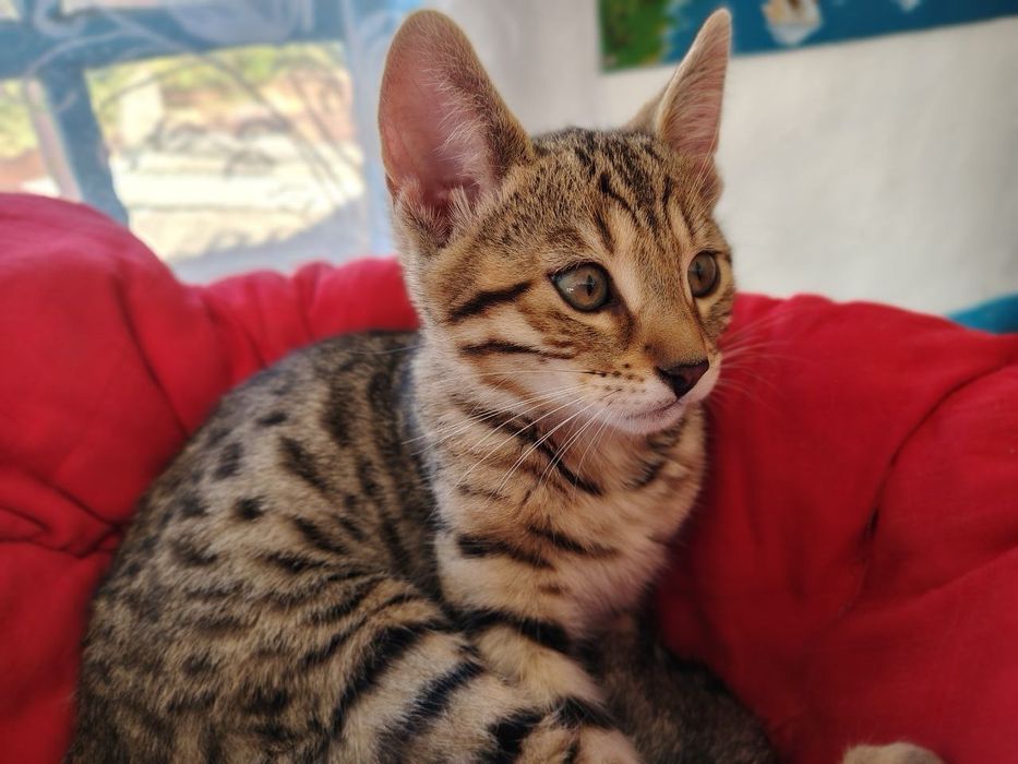 Cheetoh / кошення / кішечки