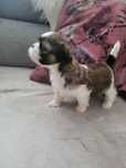 Shih-tzu maluszki rezerwacja