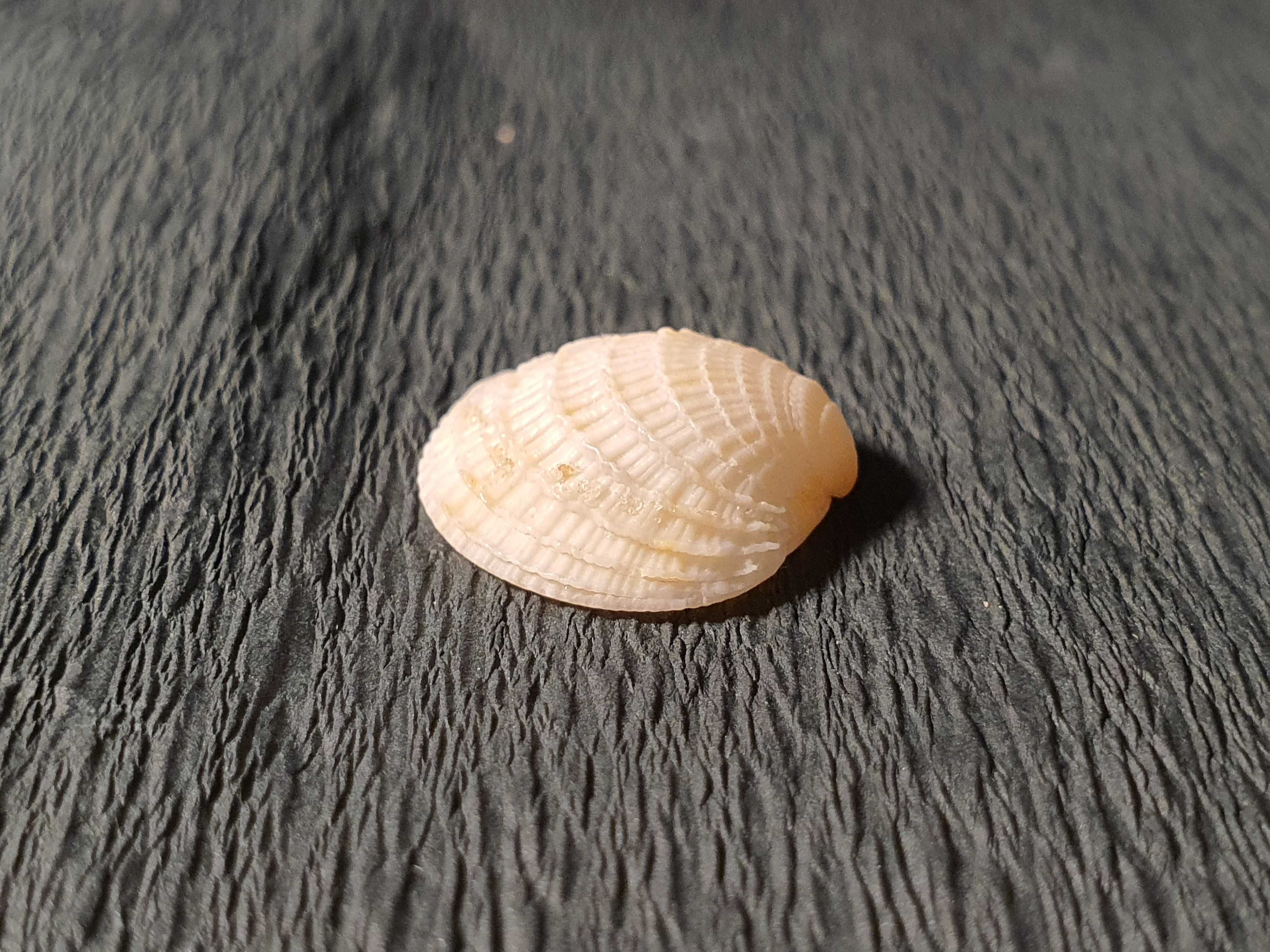 Muszla morska oceaniczna 20 x 15 x 5 mm #57