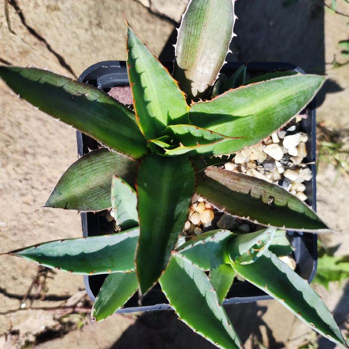 echeveria suyon crassula aeonium