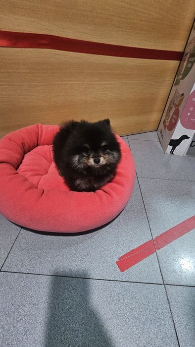 Lulu pomerânia fêmea